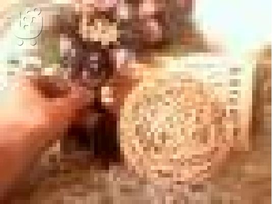 τσιουαουα τσεπις