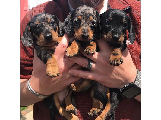 PoulaTo: Χριστούγεννα Dachshund