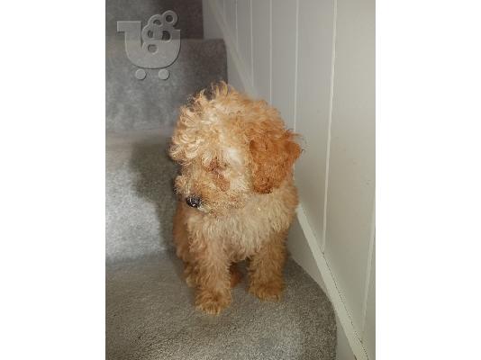 PoulaTo: Παιχνίδι Poodle