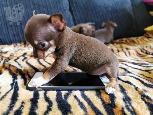 T-Cup Chihuahua