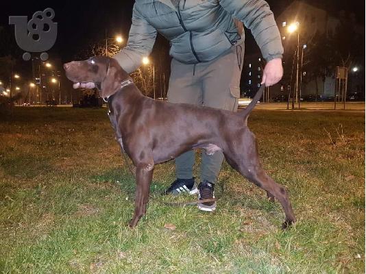 Γερμανικός κοντότριχος δείκτης