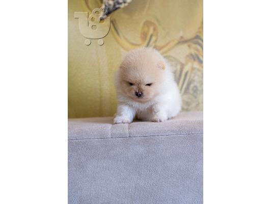 Pomeranian Spitz κουτάβια