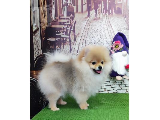 Pomeranian Spitz κουτάβι