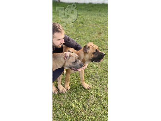 Cane Corso TOP κουτάβια προς πώληση