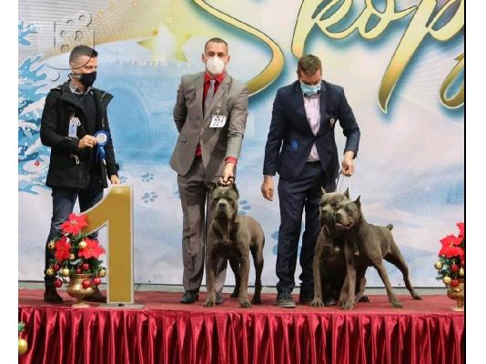 Cane Corso αρσενικό για καρφί