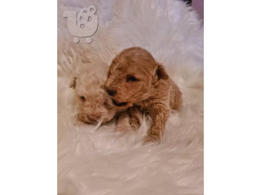 Maltipoo κουτάβια προς πώληση