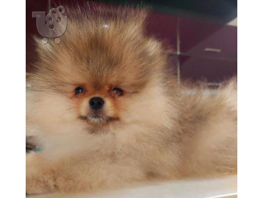 Pomeranian Spitz κουτάβι προς πώληση