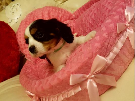 Έχω τα κουτάβια Cavalier King Charles Spaniel προς πώληση.