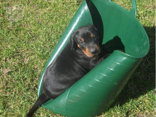 Εκπληκτικά κουτάβια Dobermann