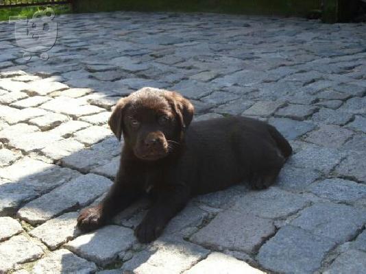 LABRADOR chocolate