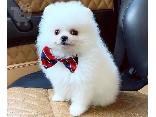 PoulaTo: Όμορφα κουτάβια Pomeranian για καλό σπίτι