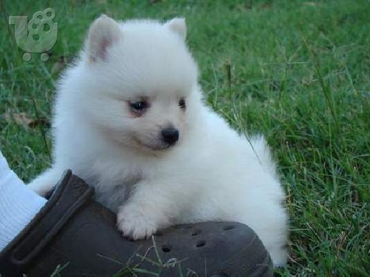 Γοητευτικό και χαριτωμένο Pomeranian τώρα διαθέσιμο
