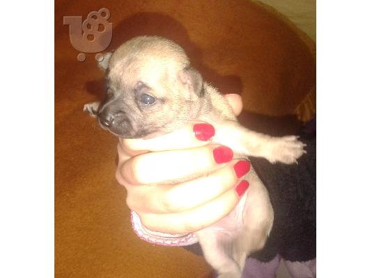 μικροσωμα chihuahua