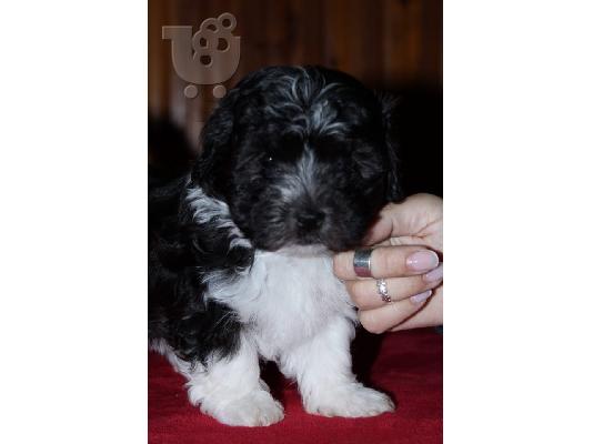 Bichon Havanese
