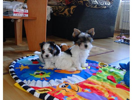μίνι κουτάβι Biewer-Yorksire-Terrier
