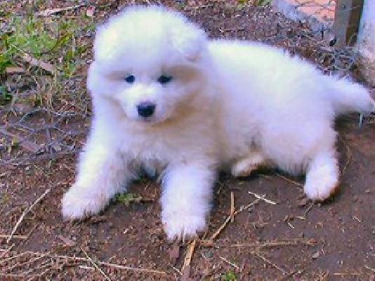 Πώληση κουτάβια Samoyed.