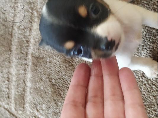 κουτάβια chihuahua