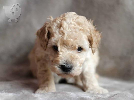 PoulaTo: Caniche mini - Κανίς μίνι