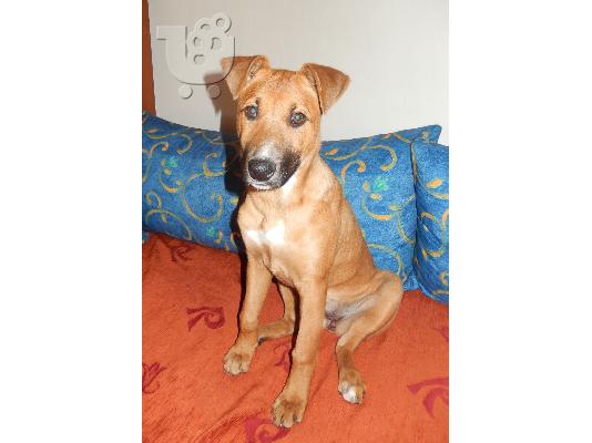 PoulaTo: ΧΑΡΙΖΕΤΑΙ ΣΚΥΛΙΤΣΑ