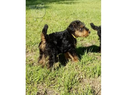 PoulaTo: Airedale Terrier Puppies