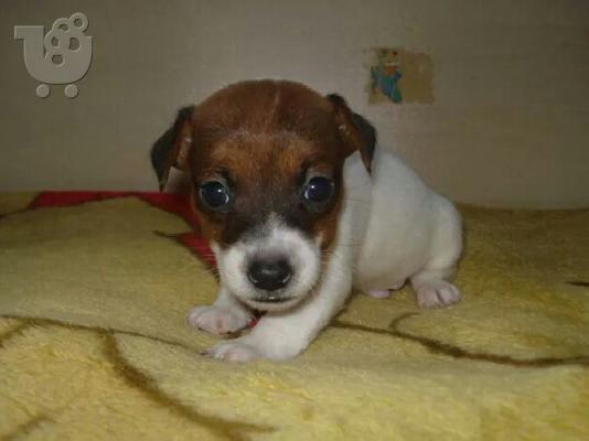 JACK RUSSEL