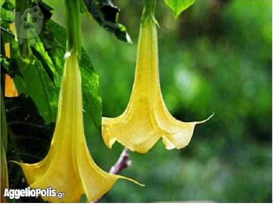 50 Σποροι Κιτρινης Datura