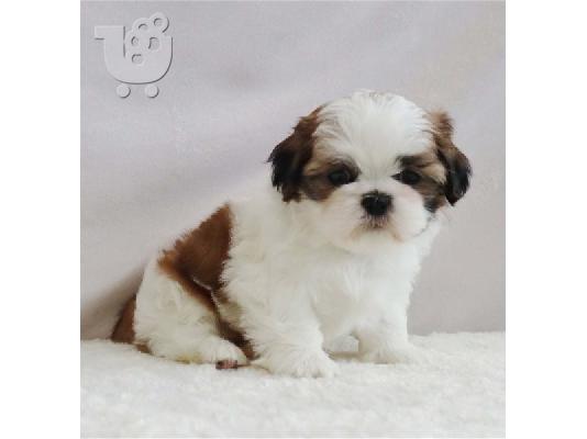 PoulaTo: Shih Tzu