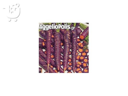30 Σποροι Μωβ Καροτου - Purple Dragon