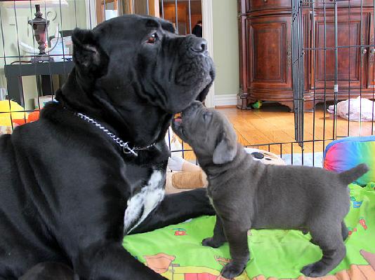 PoulaTo: CANE CORSO ITALIANO