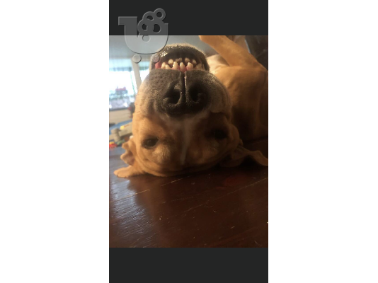 PoulaTo: Amstaff