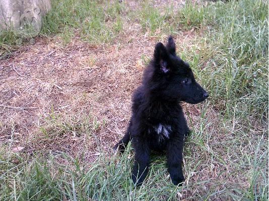 Βελγικά λυκόσκυλα