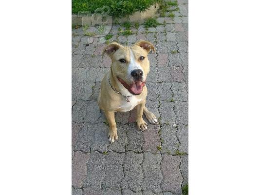 PoulaTo: καθαροαιμο πιτμπουλ