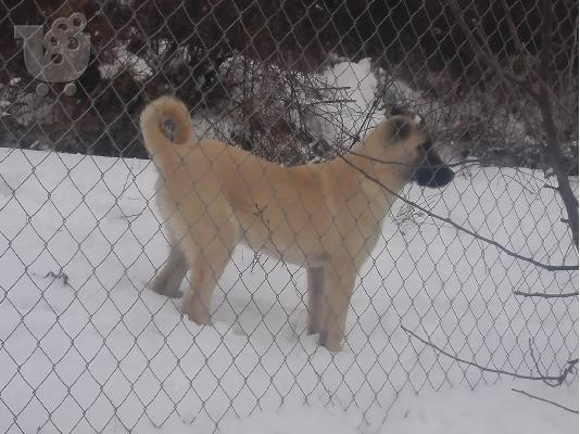 Turski kangal