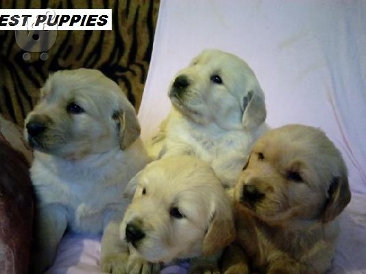 GOLDEN RETRIVER