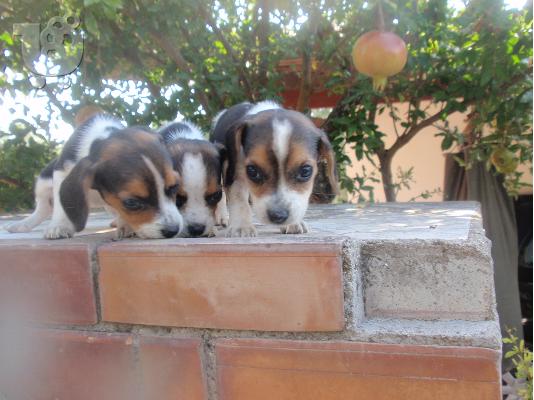 ΜΠΙΓΚΛ BEAGLE