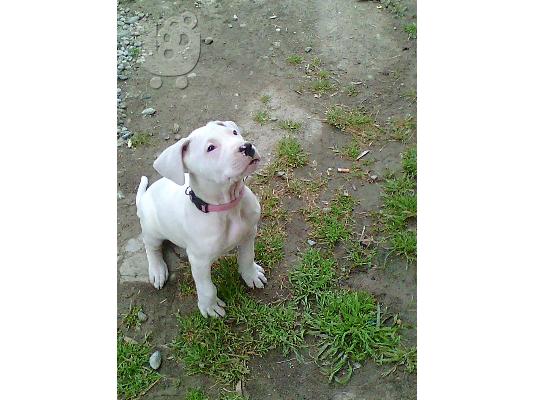 PoulaTo: παυλος ....Dogo Argentino κουταβια