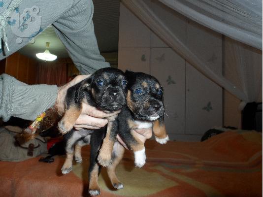 PoulaTo: ΧΑΡΙΖΟΝΤΑΙ ημηαιμα μπασετ