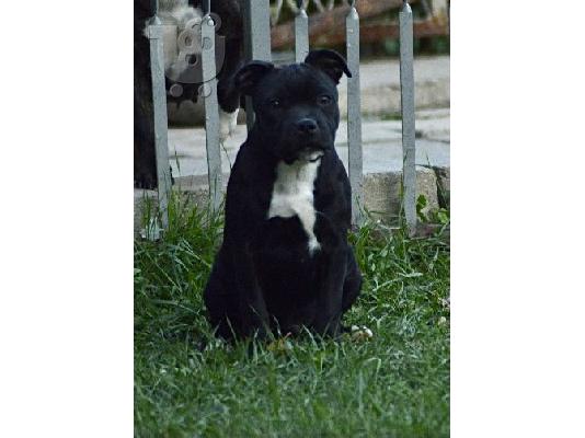 Staffordshire Bull Terrier