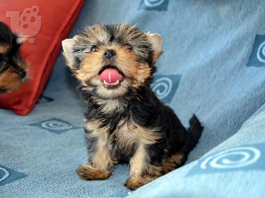PoulaTo: Πανέμορφα, Υγιέστατα κουταβάκια Yorkshire