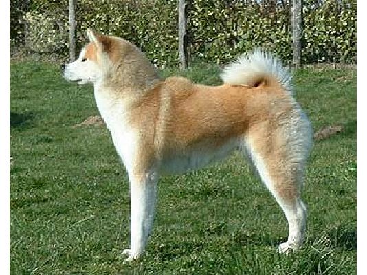 Ακιτα ινου καθαροαιμο κουταβακι