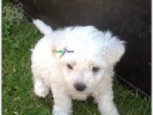 Κουτάβι Bichon Φαντεζί διαθέσιμο τώρα.