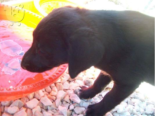 Κουταβακια 2 μηνων χαριζονται