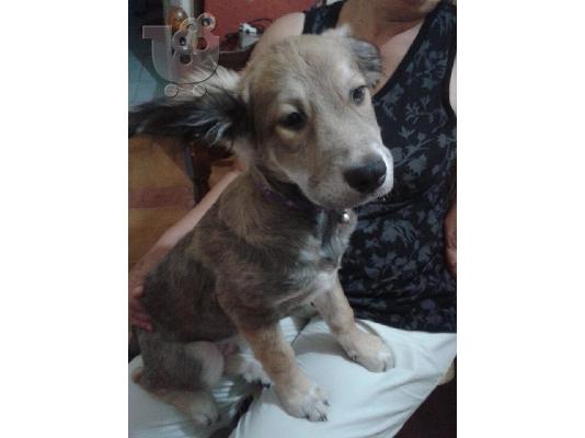 PoulaTo: Κουταβακι χαριζεται