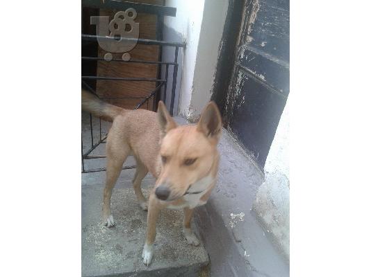 PoulaTo: Νεαρη σκυλιτσα χαριζεται