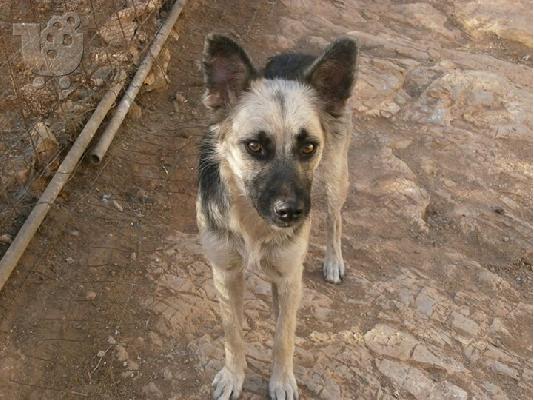 PoulaTo: Λυκοσκυλιτσα χαριζεται