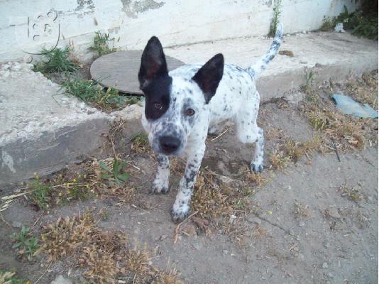 Μεγαλοσωμος κουταβος