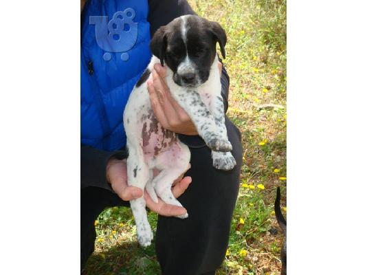 Κουταβακια χαριζονται