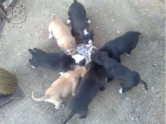 Πιτμπουλ τερριε -360 euro REAL FOTO