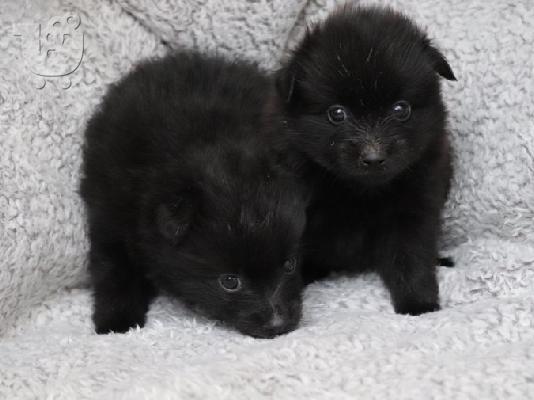 PoulaTo: POMERANIAN