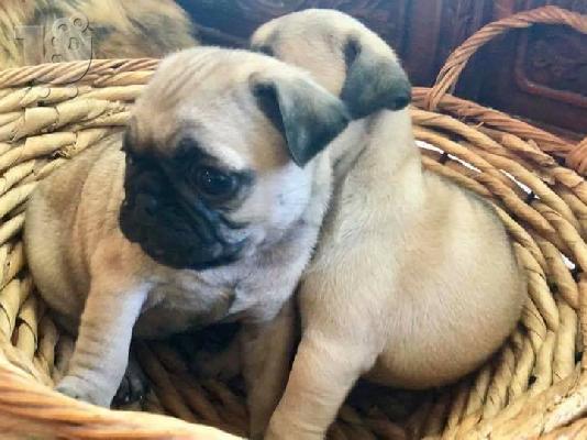 PoulaTo: Ειδικά μικρά Pug κουτάβια